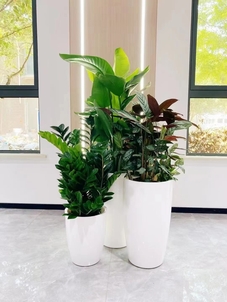 海曙花木出租价格究竟几何？一文为你揭晓